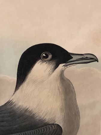 James Audubon Arctic Yager Long-tailed Jaeger Plate CCLXVII (267) 16.jpg