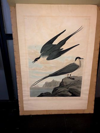 James Audubon Arctic Yager Long-tailed Jaeger Plate CCLXVII (267) 3.jpg