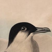 James Audubon Arctic Yager Long-tailed Jaeger Plate CCLXVII (267) 16.jpg