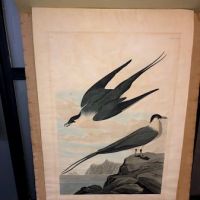 James Audubon Arctic Yager Long-tailed Jaeger Plate CCLXVII (267) 3.jpg