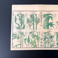 Japanese Herbal Botanical Medical Pages 6.jpg (in lightbox)