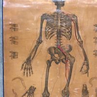Lambert Skeleton Medical Pulldown 3.jpg