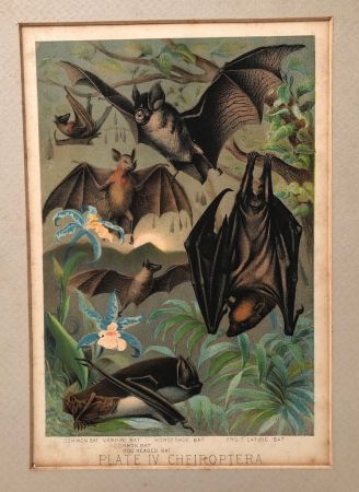 1880 Chromolithograph of Bats Plate IV Cheiroptera 1.jpg