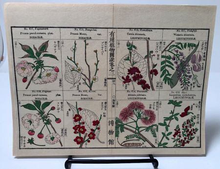 Chinese Herbal Flower Pages 4.jpg
