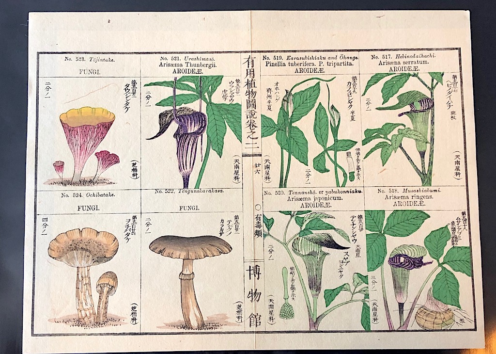 Japanese Herbal Botanical Medical Pages 7.jpg