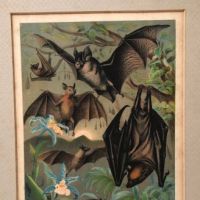 1880 Chromolithograph of Bats Plate IV Cheiroptera 1.jpg