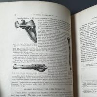Circulator N0. 6 S.G.O. Reports of the Materials for a Medical and Surgical History of the Rebellion 21.jpg