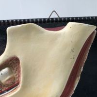 German Dental Display of Jaw Bone and Teeth Plaster New York Biologiocal Supply 11.jpg