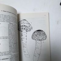 How to Identify Mushrooms to Genus I-IV Published by Mad River Press 9.jpg