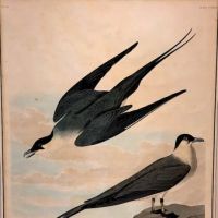 James Audubon Arctic Yager Long-tailed Jaeger Plate CCLXVII (267) 4.jpg