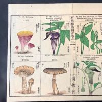 Japanese Herbal Botanical Medical Pages 7.jpg (in lightbox)