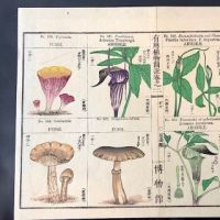 Japanese Herbal Botanical Medical Pages 7.jpg