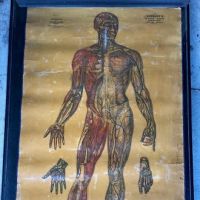 Medical Pull Down Chart Plate 5 Lambert's Pictorial Anatomy Sanborn & Carter Portland Main Human Body Circulatory System  Printed by E. Michelin New York Printer 1.jpg