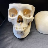 Medical Specimen Skull 8.jpg