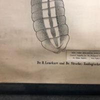 Tapeworm and Flatworm Circa 1910 Lithograph Medical Pulldown Pub Druck und Verlag von Theodor Fischer  9.jpg