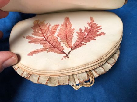 Victorian Era Scallop Shell Book with Pressed Flowers 5.jpg