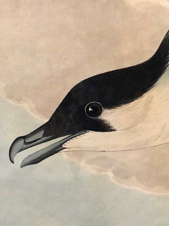 James Audubon Arctic Yager Long-tailed Jaeger Plate CCLXVII (267) 18.jpg