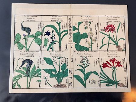 Japanese Herbal Botanical Medical Pages 8.jpg