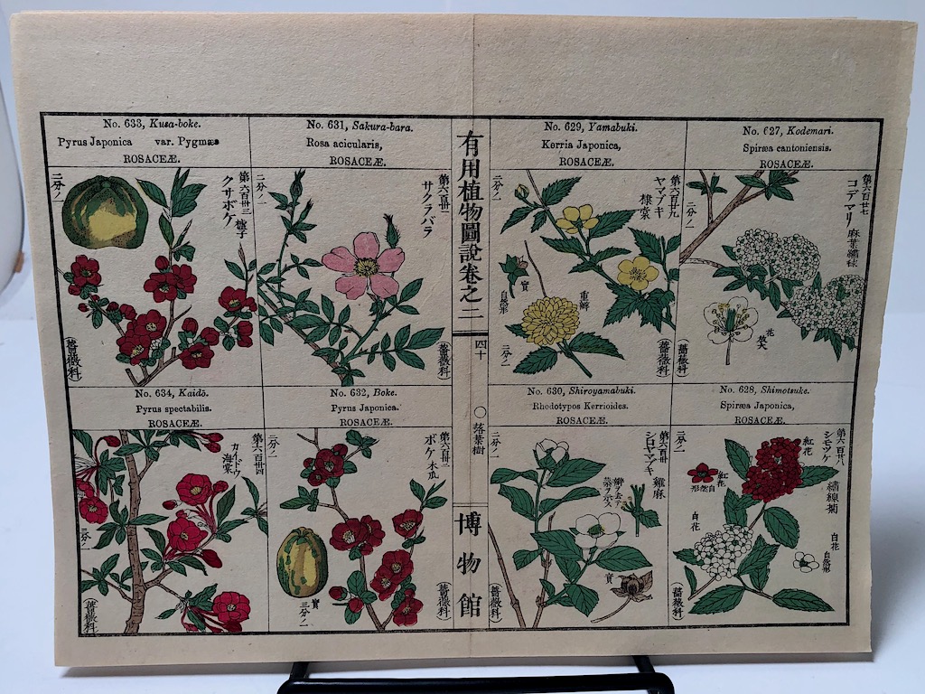 Chinese Herbal Flower Pages 5.jpg