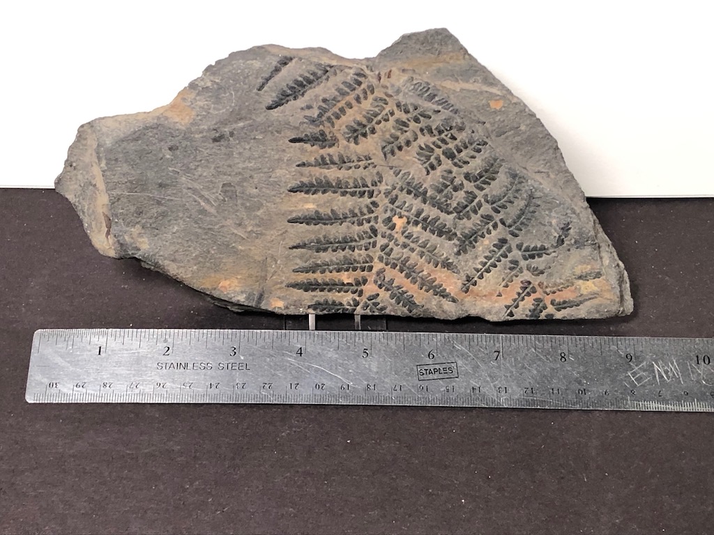 Fossil of Pecopteris Miltoni Coal Fern 12.jpg