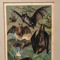1880 Chromolithograph of Bats Plate IV Cheiroptera 2.jpg