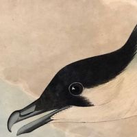 James Audubon Arctic Yager Long-tailed Jaeger Plate CCLXVII (267) 18.jpg