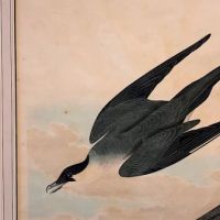 James Audubon Arctic Yager Long-tailed Jaeger Plate CCLXVII (267) 5.jpg