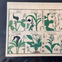Japanese Herbal Botanical Medical Pages 8.jpg (in lightbox)