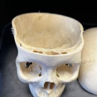 Medical Specimen Skull 9.jpg