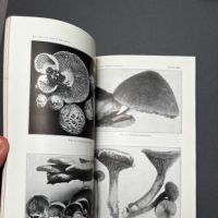 Mushrooms and Other Common Fungi 1915 Department of Agriculture 7.jpg