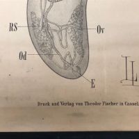 Tapeworm and Flatworm Circa 1910 Lithograph Medical Pulldown Pub Druck und Verlag von Theodor Fischer  10.jpg