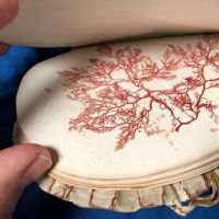 Victorian Era Scallop Shell Book with Pressed Flowers 6.jpg