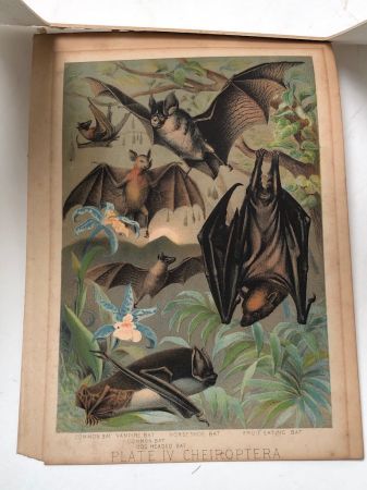1880 Chromolithograph of Bats Plate IV Cheiroptera 16.jpg