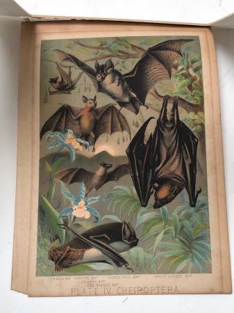 1880 Chromolithograph of Bats Plate IV Cheiroptera 16.jpg
