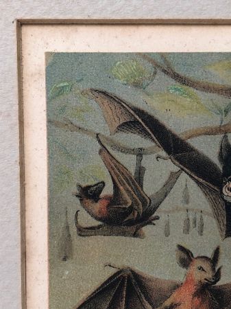 1880 Chromolithograph of Bats Plate IV Cheiroptera 3.jpg