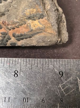 Fossil of Pecopteris Miltoni Coal Fern 13.jpg