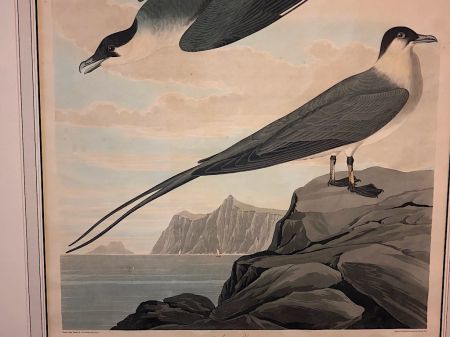 James Audubon Arctic Yager Long-tailed Jaeger Plate CCLXVII (267) 6.jpg