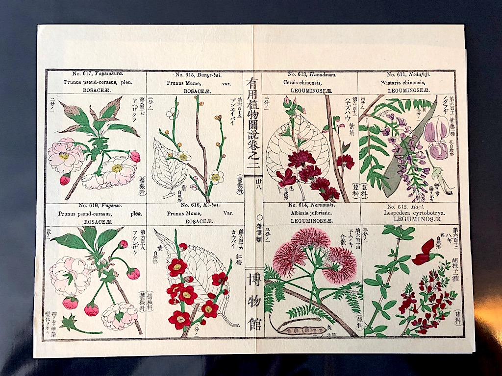 Japanese Herbal Botanical Medical Pages 9.jpg