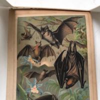 1880 Chromolithograph of Bats Plate IV Cheiroptera 16.jpg