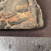 Fossil of Pecopteris Miltoni Coal Fern 13.jpg (in lightbox)