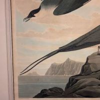 James Audubon Arctic Yager Long-tailed Jaeger Plate CCLXVII (267) 6.jpg