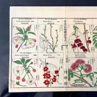 Japanese Herbal Botanical Medical Pages 9.jpg (in lightbox)