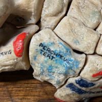 Medical Specimen Human Foot witih Hand Painted Labels 12.jpg